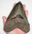 Megalodon Tooth From South Carolina - Incredibly Rare! #76664-3